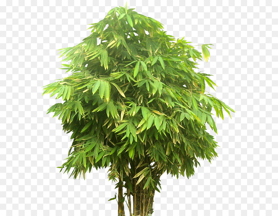 Bambú，Árbol PNG