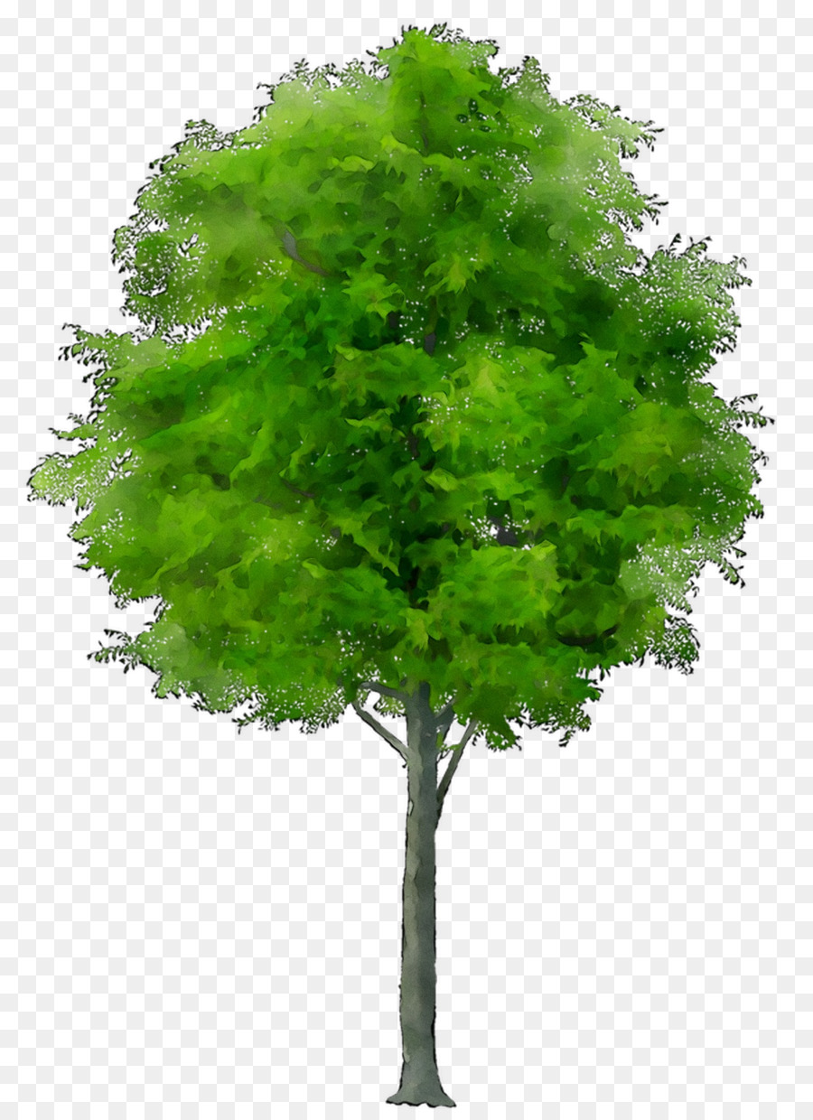 Árbol，Iconos De Equipo PNG