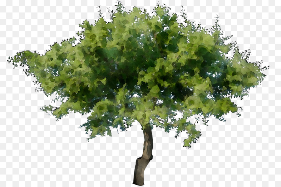 árbol Verde，Planta PNG