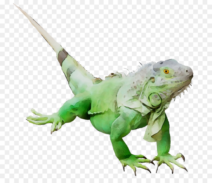 Animal，Iguanas PNG