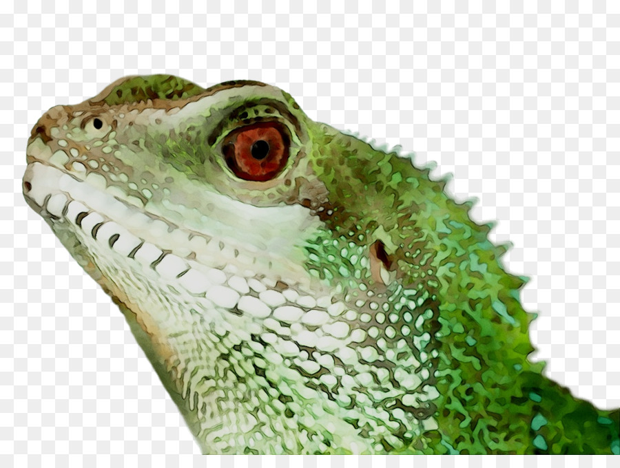 Iguanas，Común Iguanas PNG