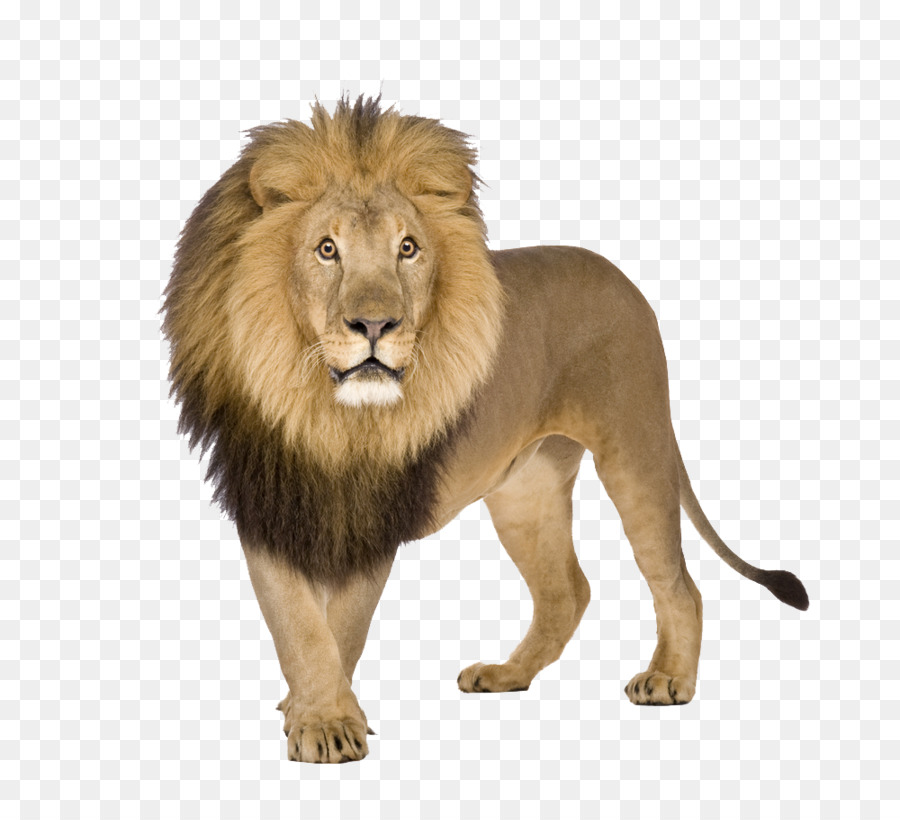 León，Una Fotografía De Stock PNG