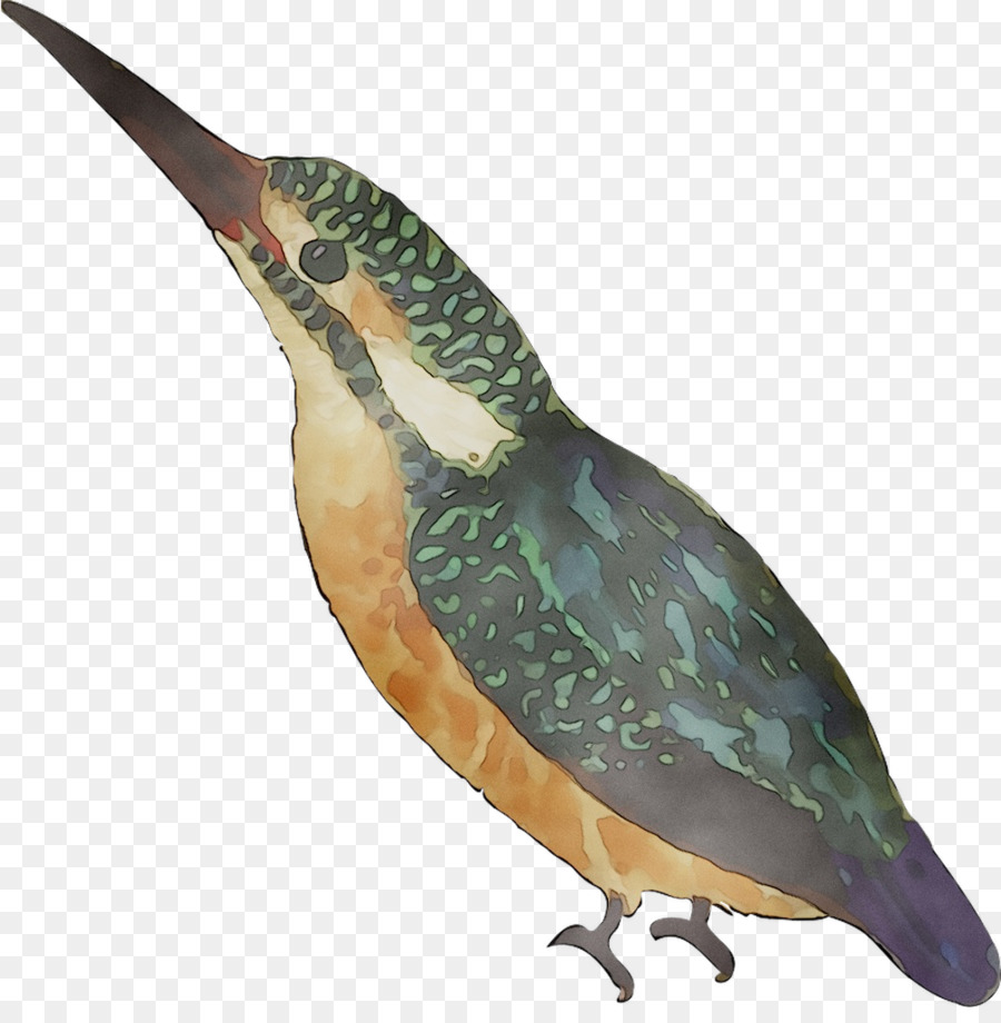 Pico，Aves PNG