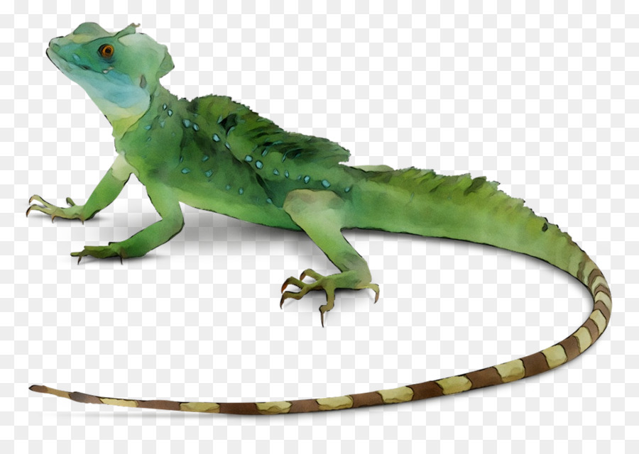 Lagarto，Reptil PNG