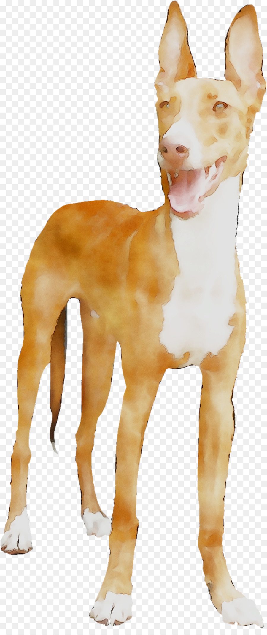 Raza De Perro，Podenco Ibicenco PNG