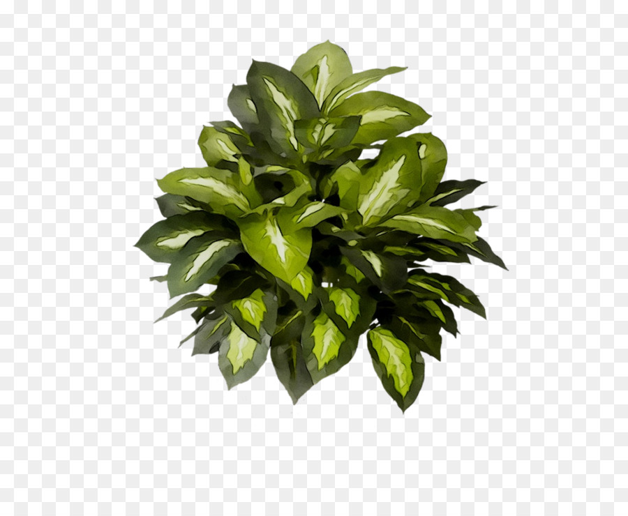 Hojas Verdes，Naturaleza PNG