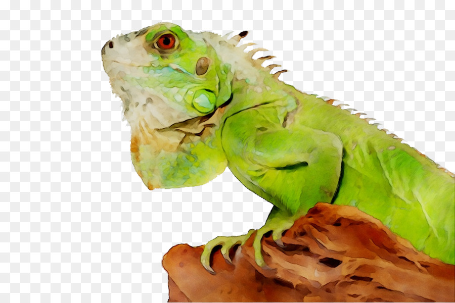 Lagarto，Reptiles PNG