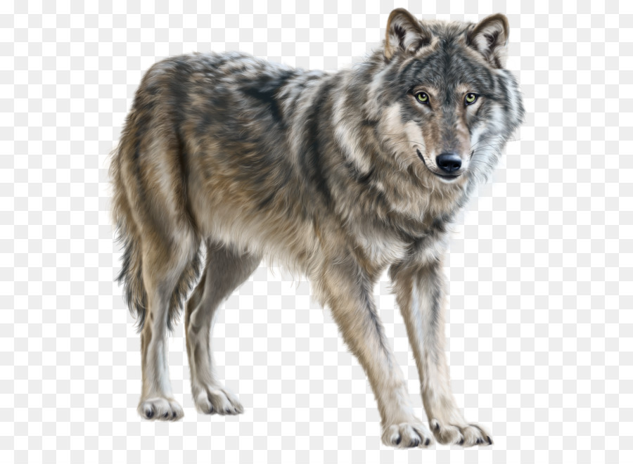 Lobo，Pelaje Blanco PNG