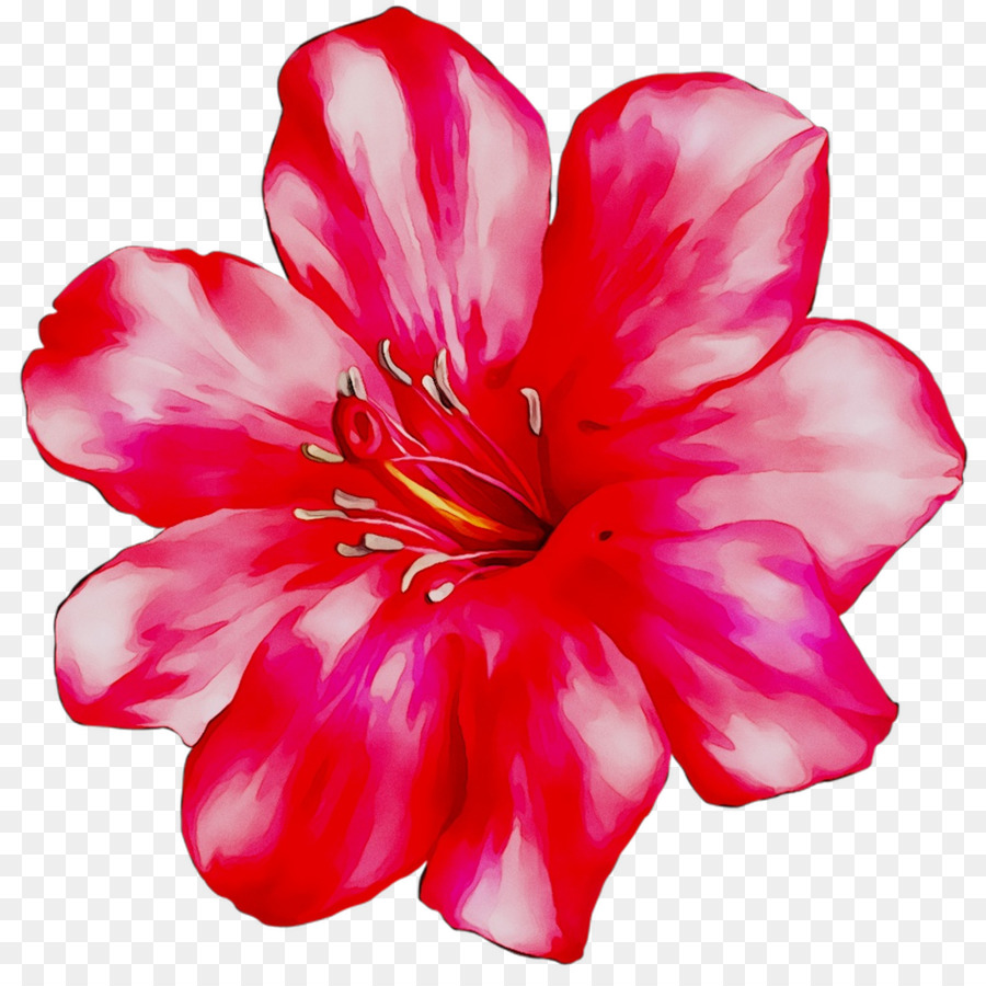 Una Fotografía De Stock，Flor PNG