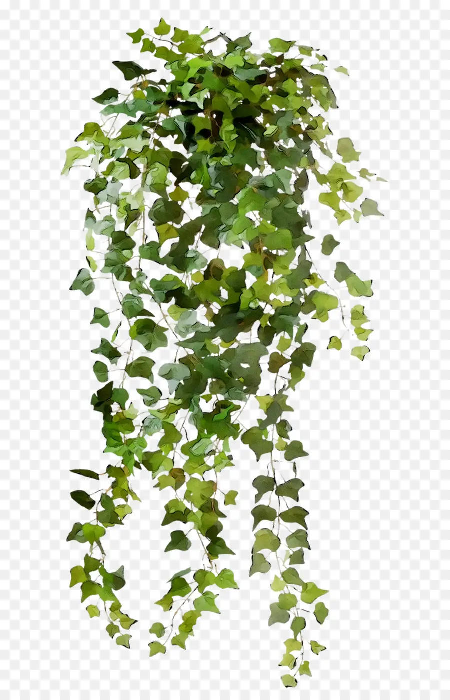 Planta De Hiedra，Hojas PNG