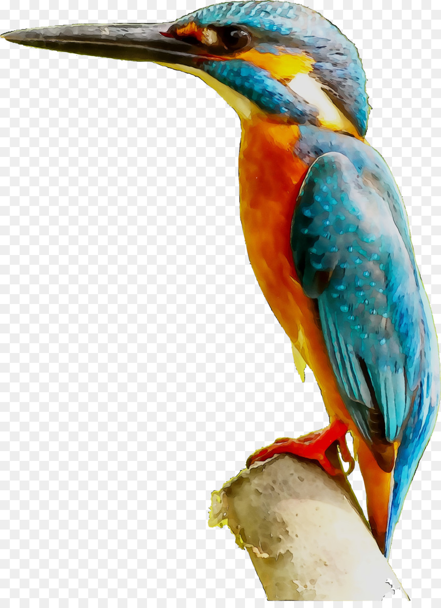 Kingfisher，Aves PNG