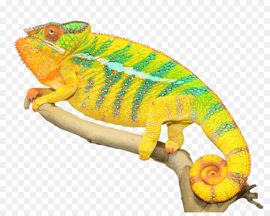 Los Camaleones，Reptiles PNG