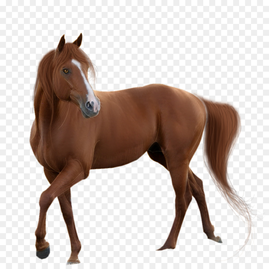 La Acupuntura，Pony PNG