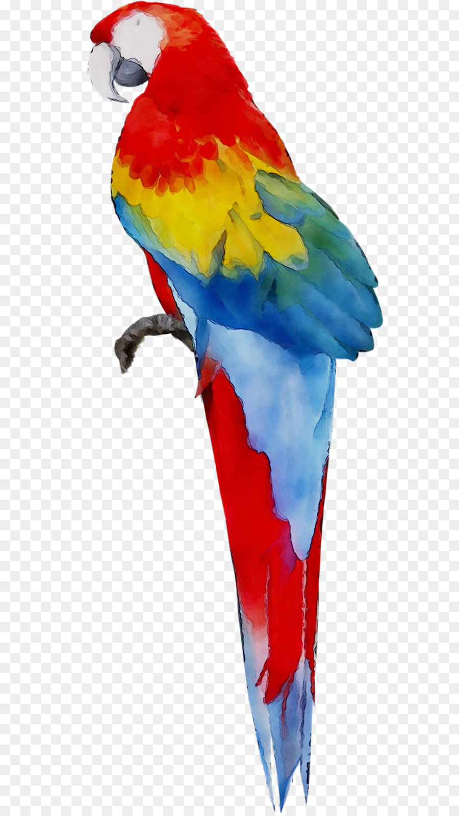 Loro Colorido，Pájaro PNG