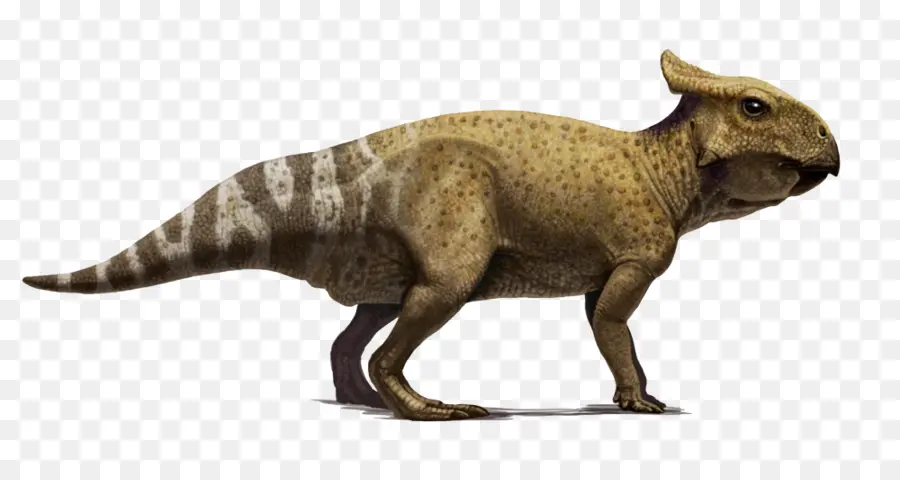 Protoceratops，Velociraptor PNG