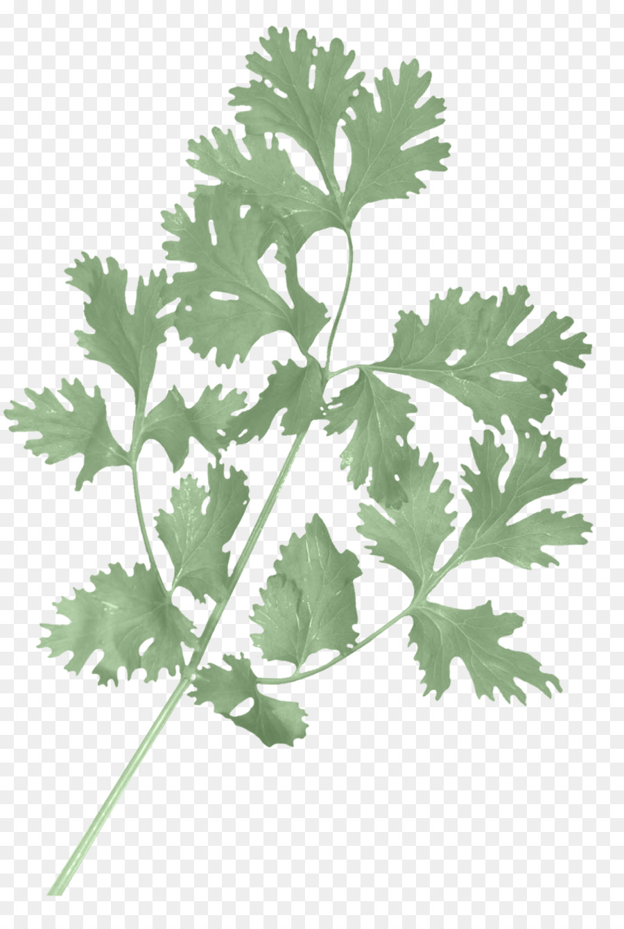 Cilantro，Hierba PNG