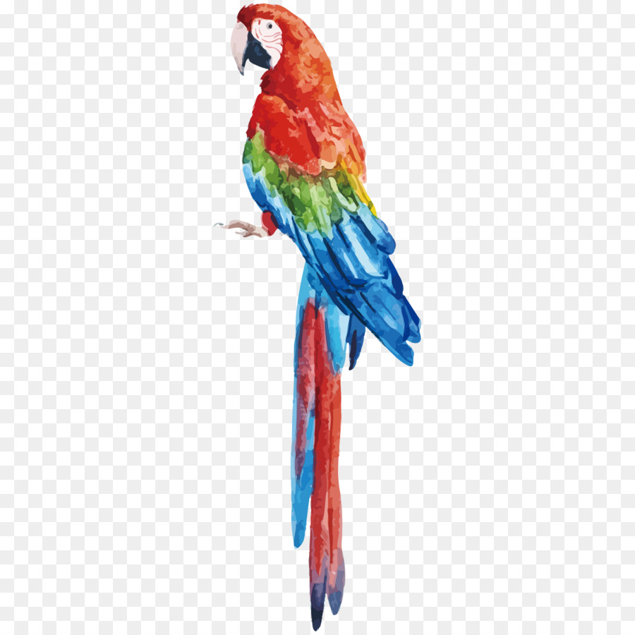 Loro Colorido，Pájaro PNG