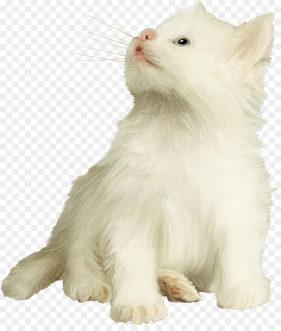 Van Turco，Angora Turco PNG