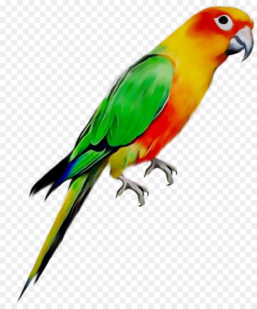 Budgericar，Aves PNG