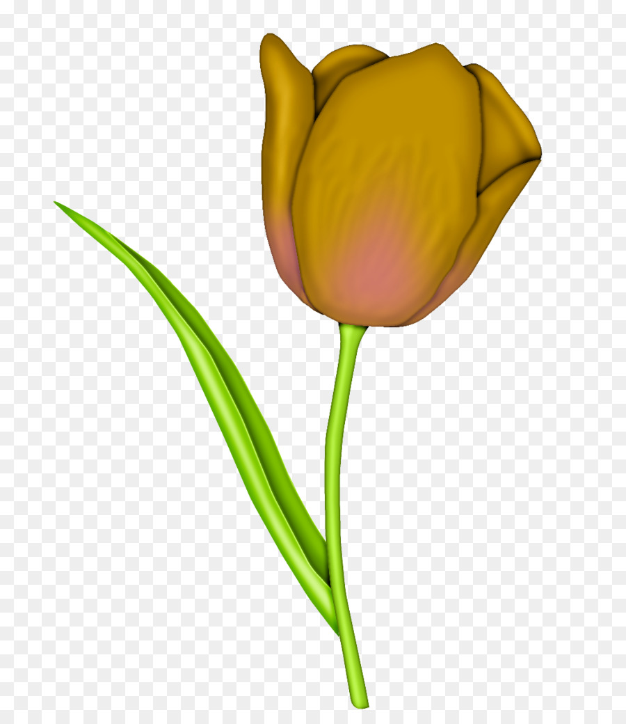 Tulipán，Florecer PNG