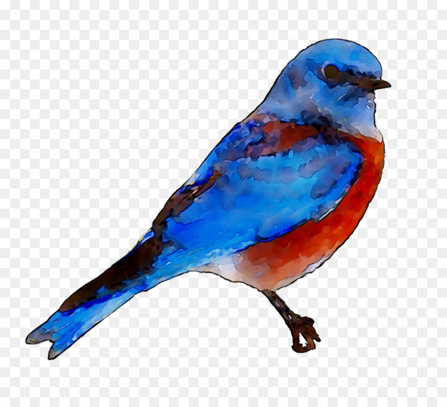 Aves，Pájaro Azul De La Felicidad PNG