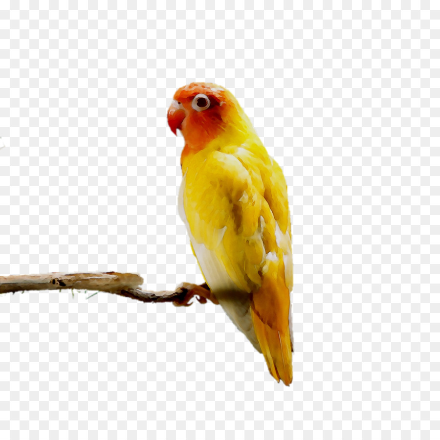 Agapornis，Parakeet PNG