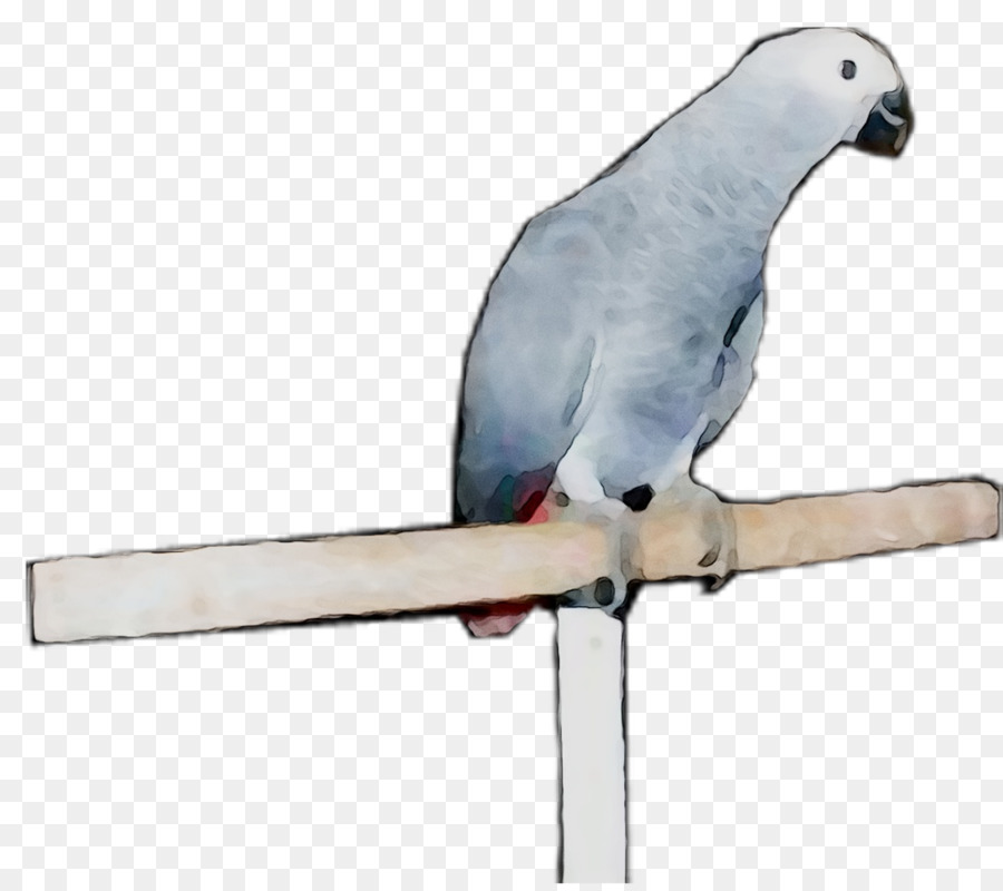 Guacamayo，Parakeet PNG