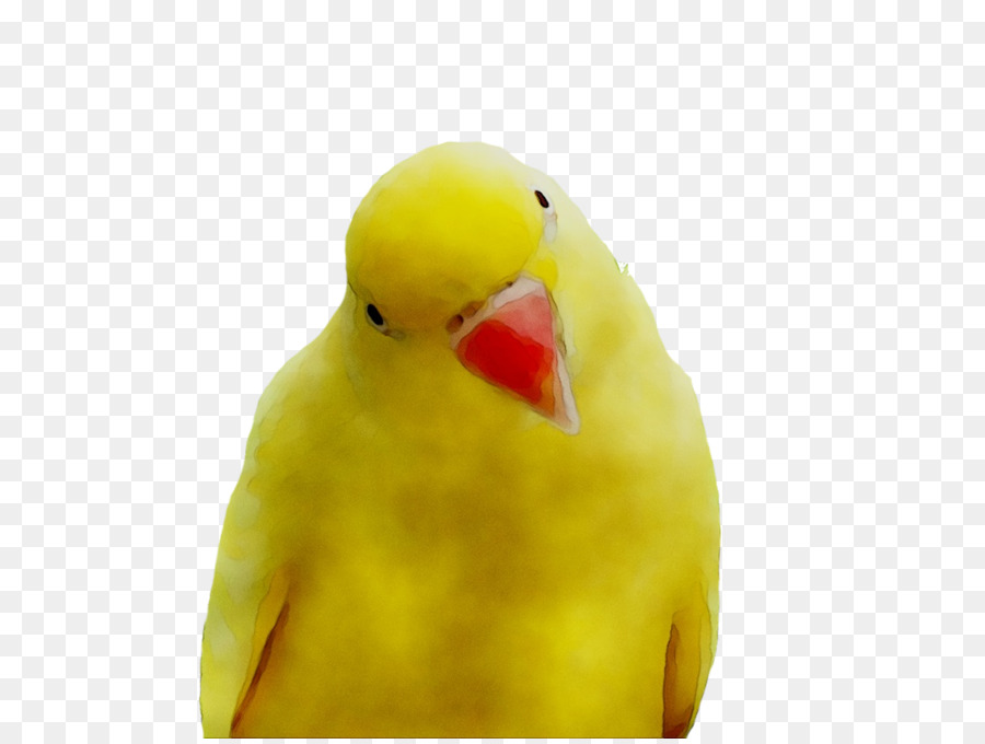 Agapornis，Parakeet PNG