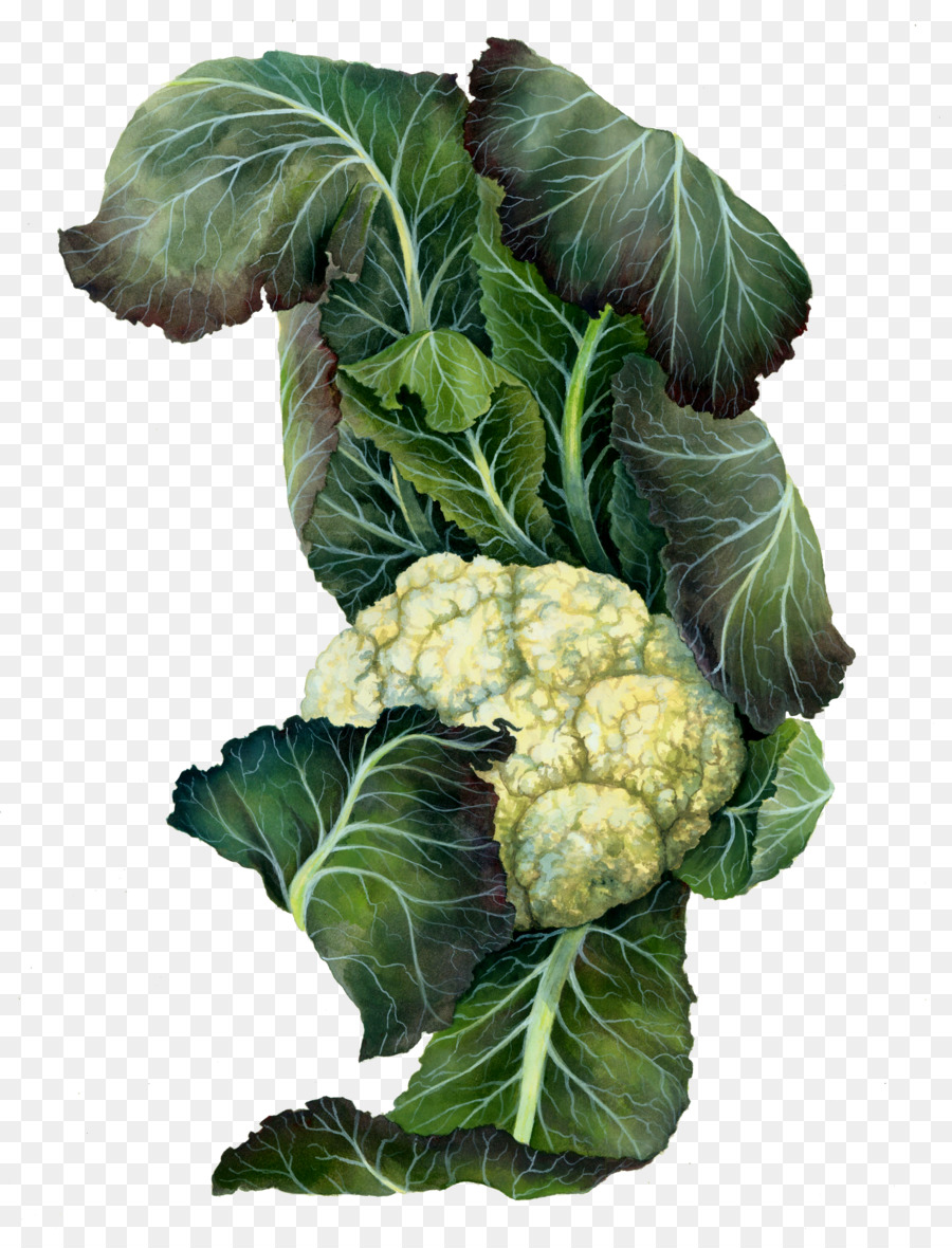 La Coliflor，Ilustración Botánica PNG