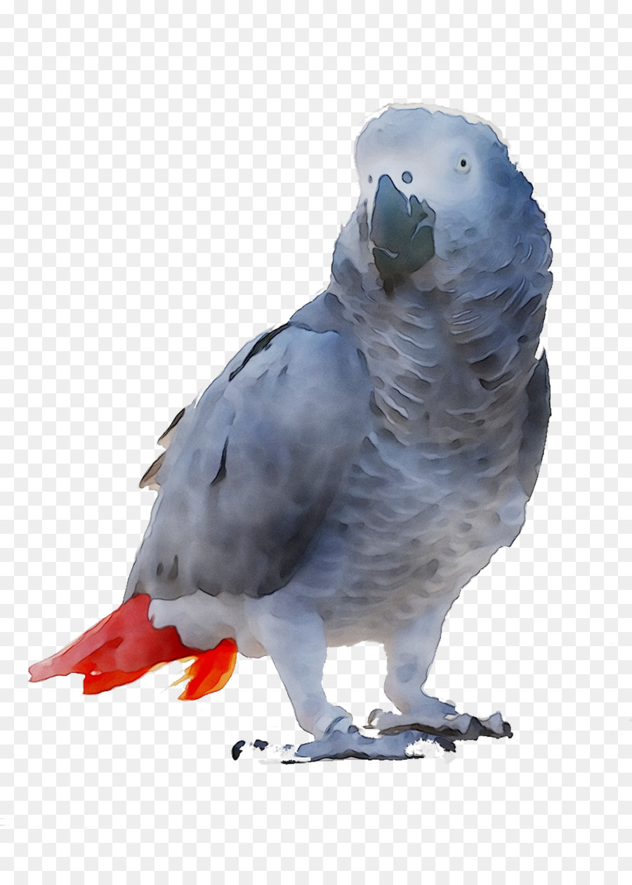 Parakeet，Pluma PNG