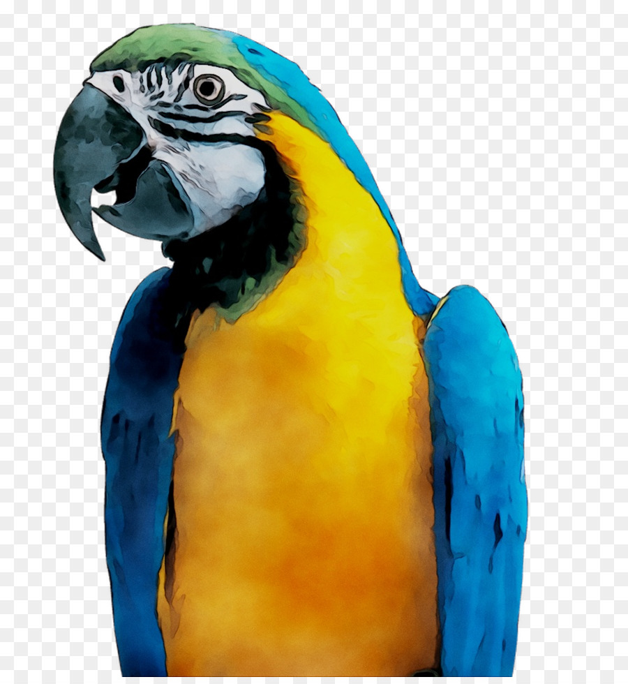 Guacamayo，Parakeet PNG