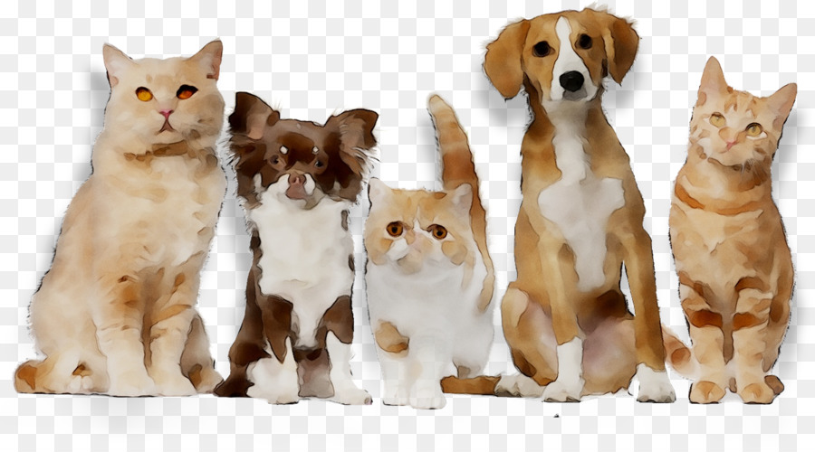 Gato，Perro PNG