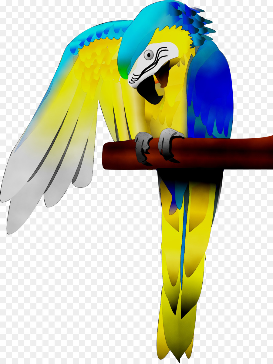 Guacamayo，Parakeet PNG