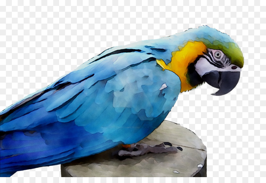 Agapornis，Guacamayo PNG