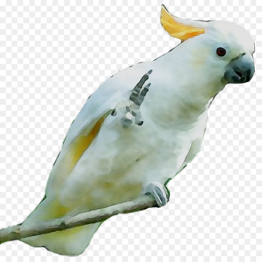 Cacatúa，Agapornis PNG