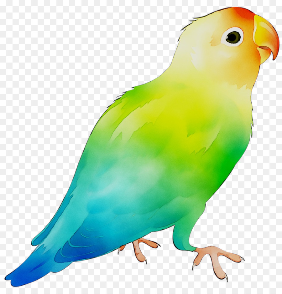 Pájaro，Plumas PNG