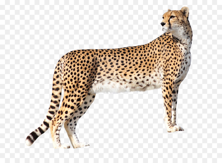 Guepardo，Leopardo PNG