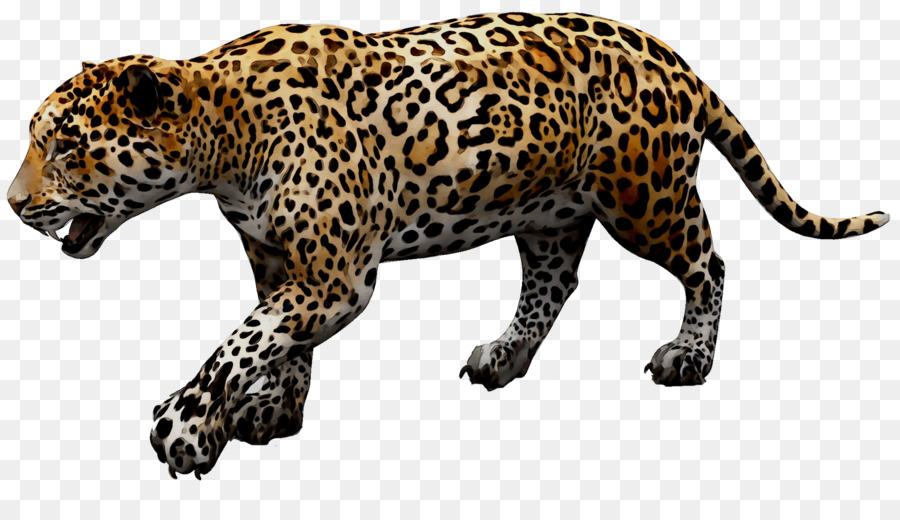 Leopardo，Manchado PNG