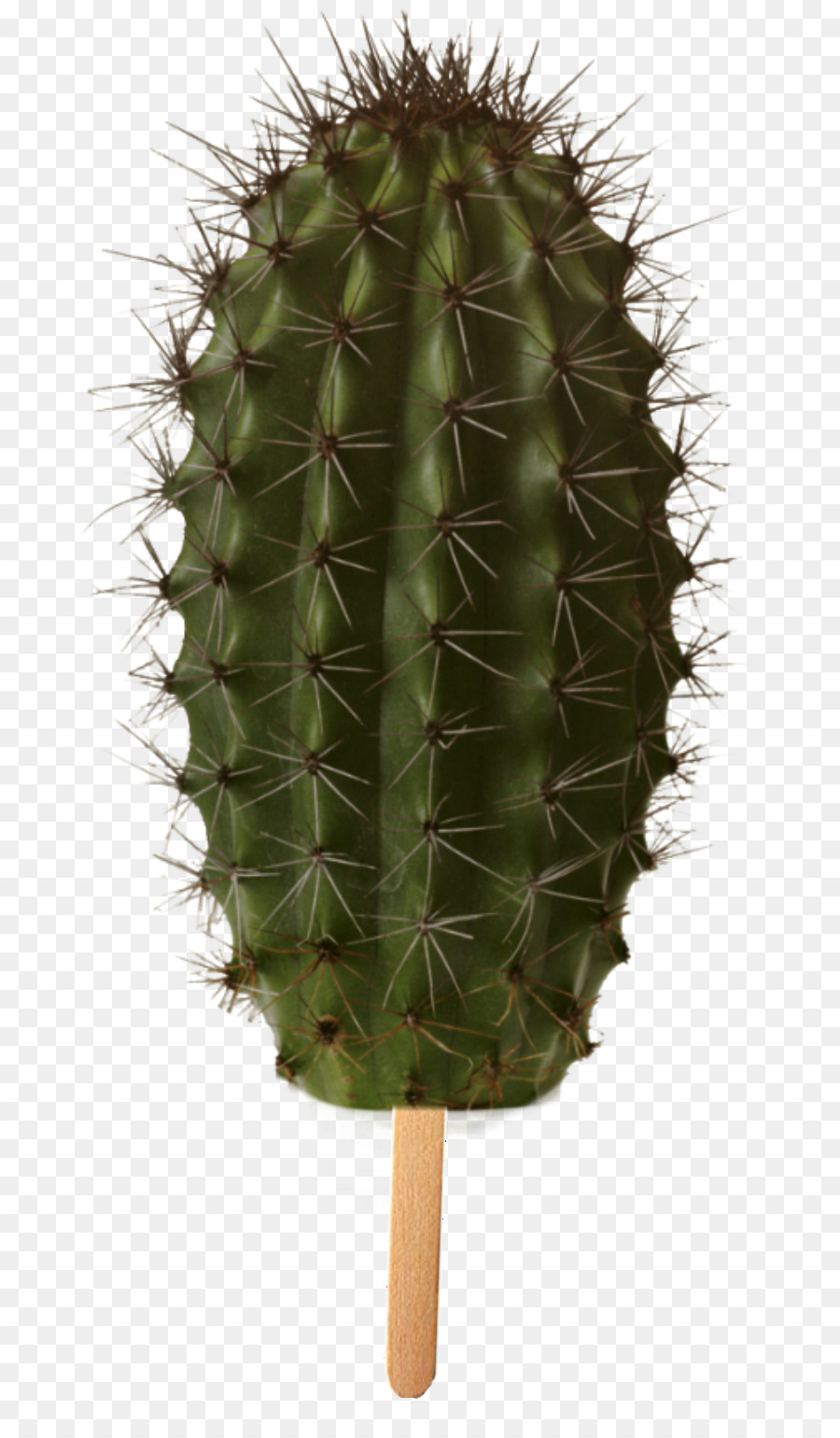 Cactus，Planta Suculenta PNG