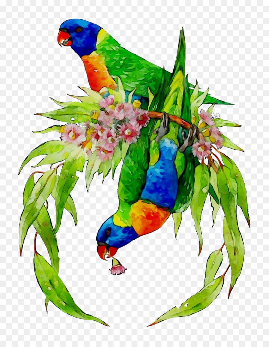 Agapornis，Guacamayo PNG