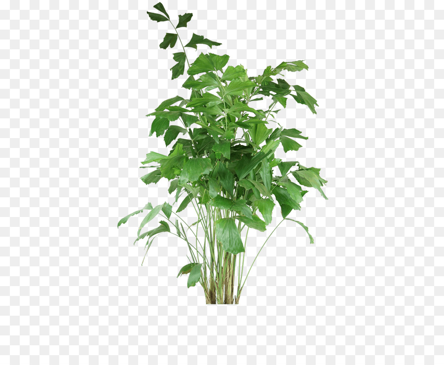 Las Plantas，Hoja PNG