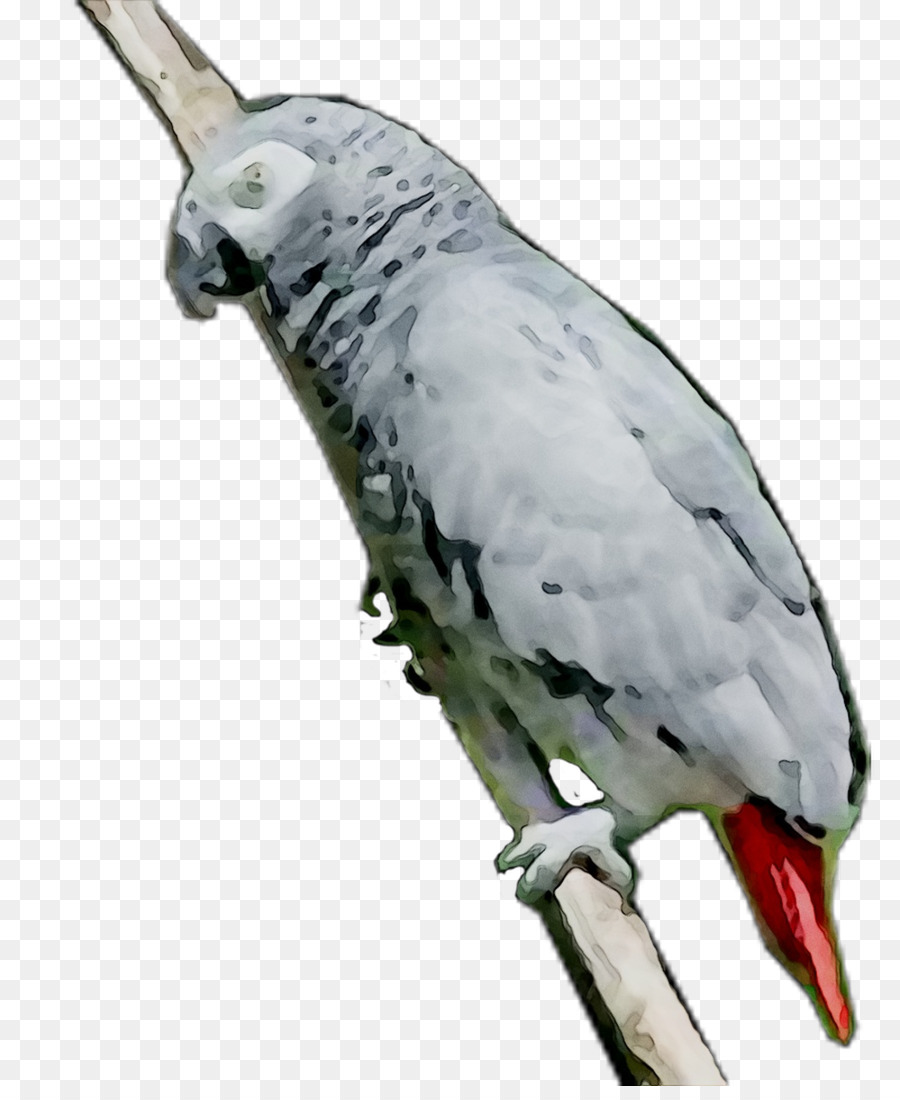 Mascota，Pluma PNG