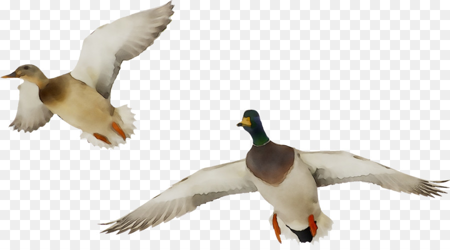 Patos Voladores，Pájaros PNG