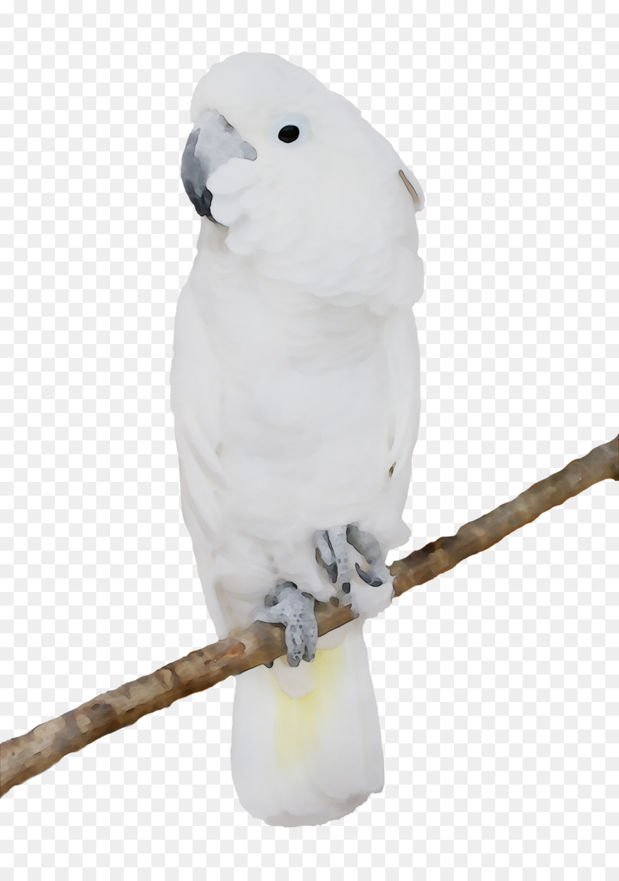 Cacatúa Blanca，Aves PNG