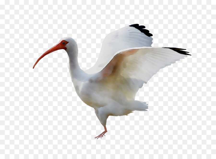 Ibis，Aves PNG
