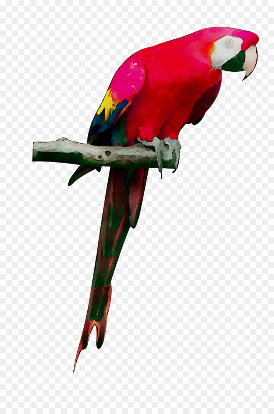 Budgericar，Aves PNG