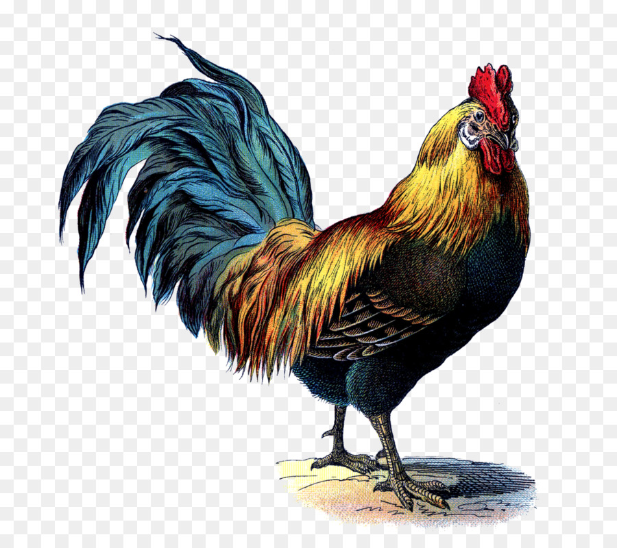 Gallo，Cochin Pollo PNG