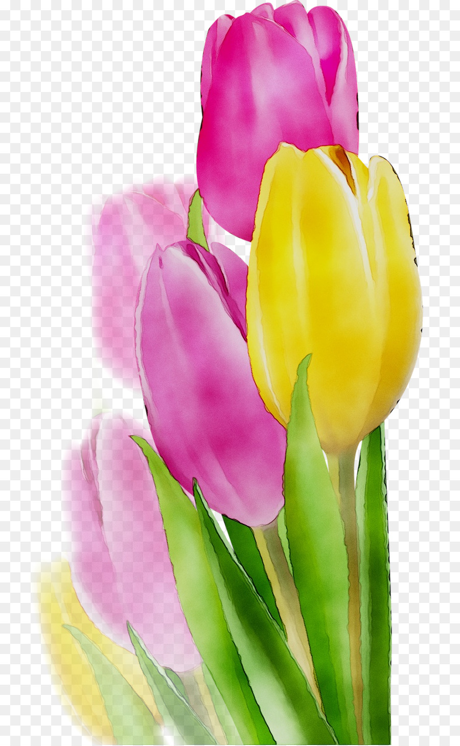 Tulip，Las Flores Cortadas PNG