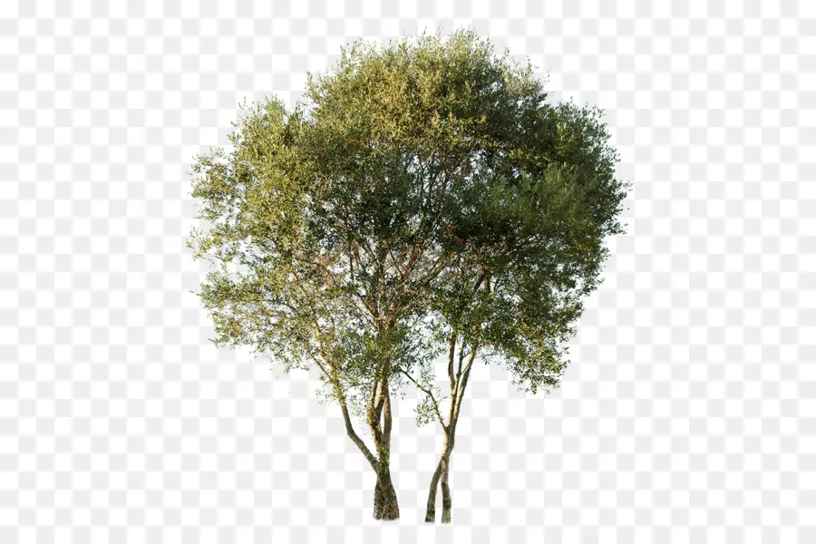 Langosta De Miel De，Árbol PNG