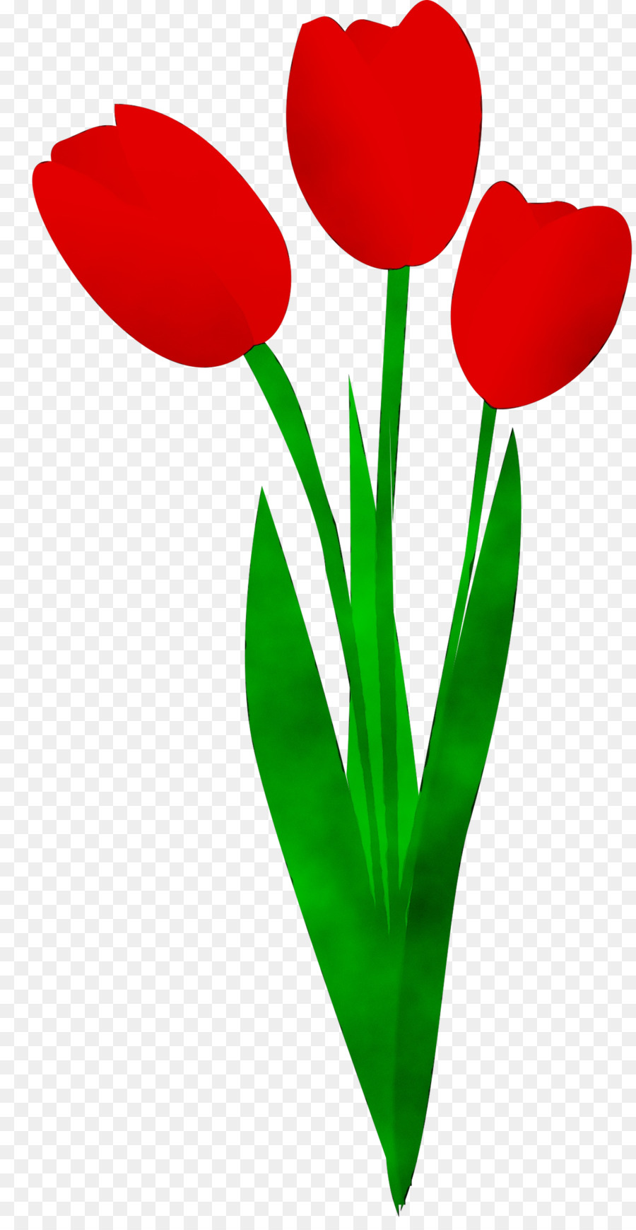 Tulip，Tallo De La Planta PNG